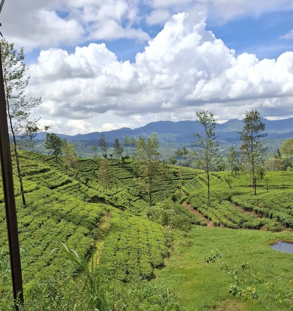 Campos de té de Nuna Oya